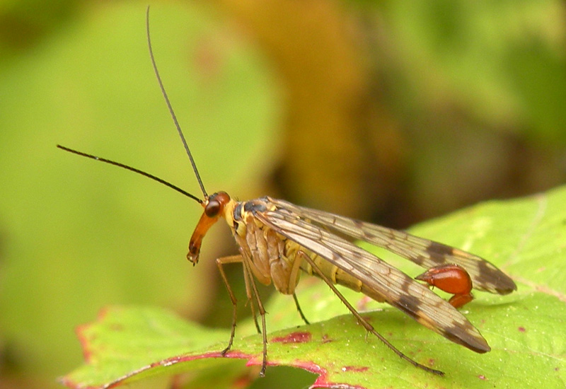 Panorpa cognata
